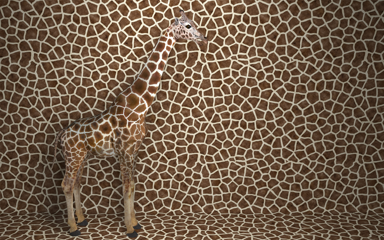Wild animal giraffe standing indoors merging with spotted background with a pattern of the skin of a giraffe. Creative conceptual illustration. 3D rendering.