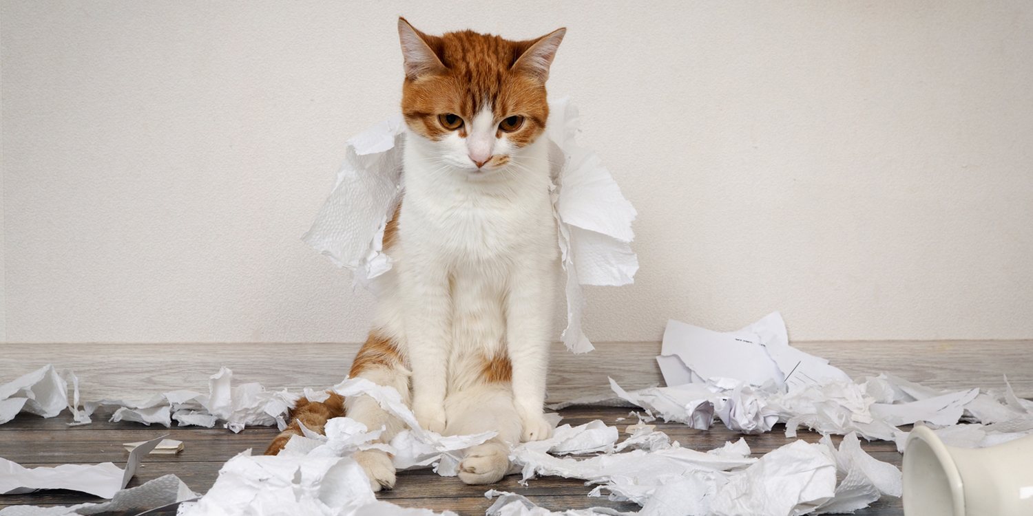 Cat Paper Mess